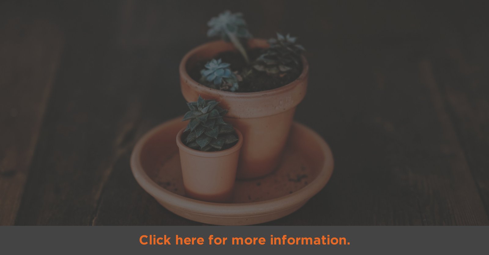 Potted succulents on wooden table, earthy decor.